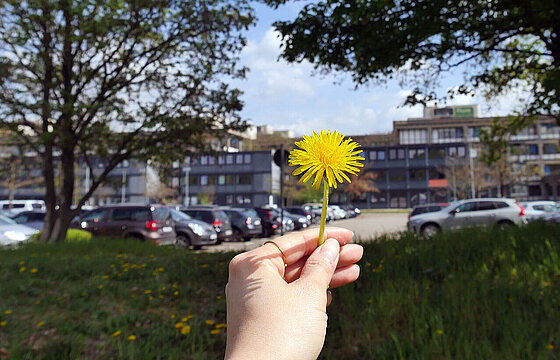 Eine Hand hält einen Löwenzahn ins Bild - im Hintergrund der Parkplatz P2.