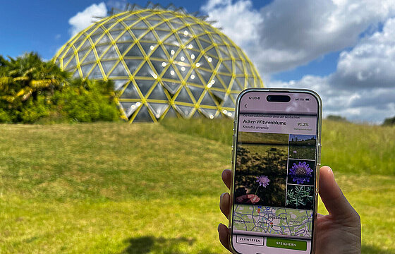 Eine Hand hält ein Smartphone hoch - im Hintergrund ist die Kuppel im Botanischen garten zu sehen.