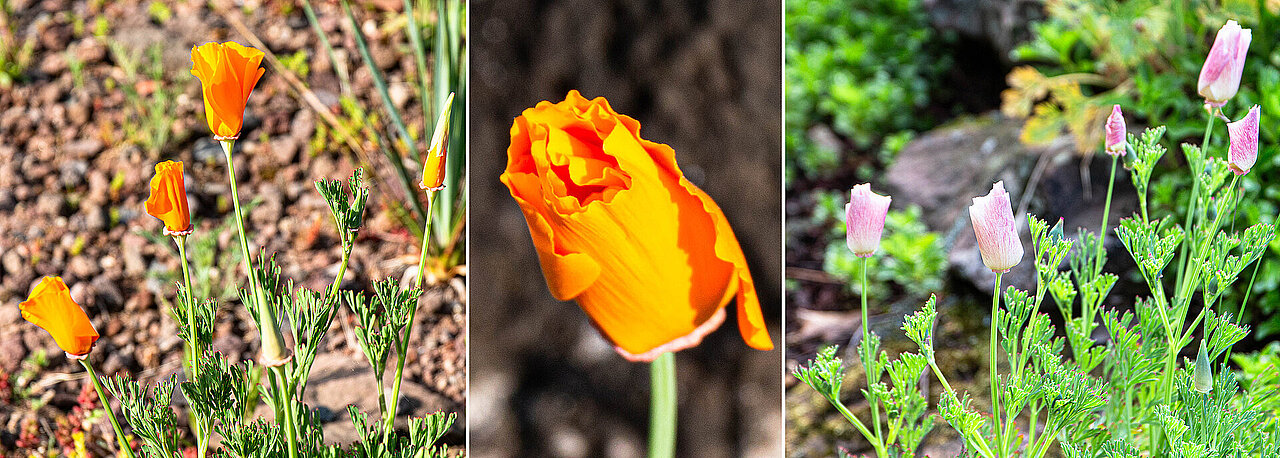 Kalifornische Mohn in oranger und lila Farbvariante