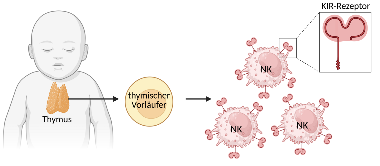 Grafische Darstellung der Verortung der Vorläuferzellen der natürlichen Killerzellen im Thymus