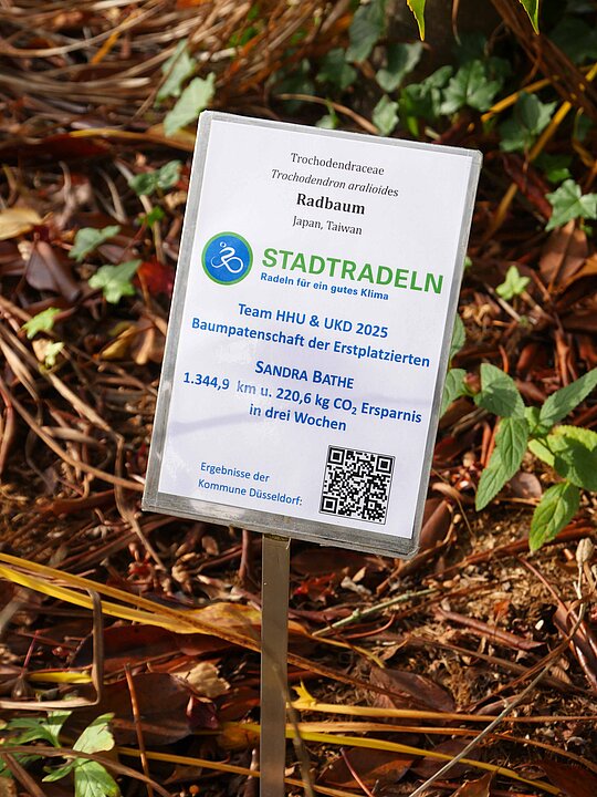 Hinweis auf den Radbaum im Botanischen Garten